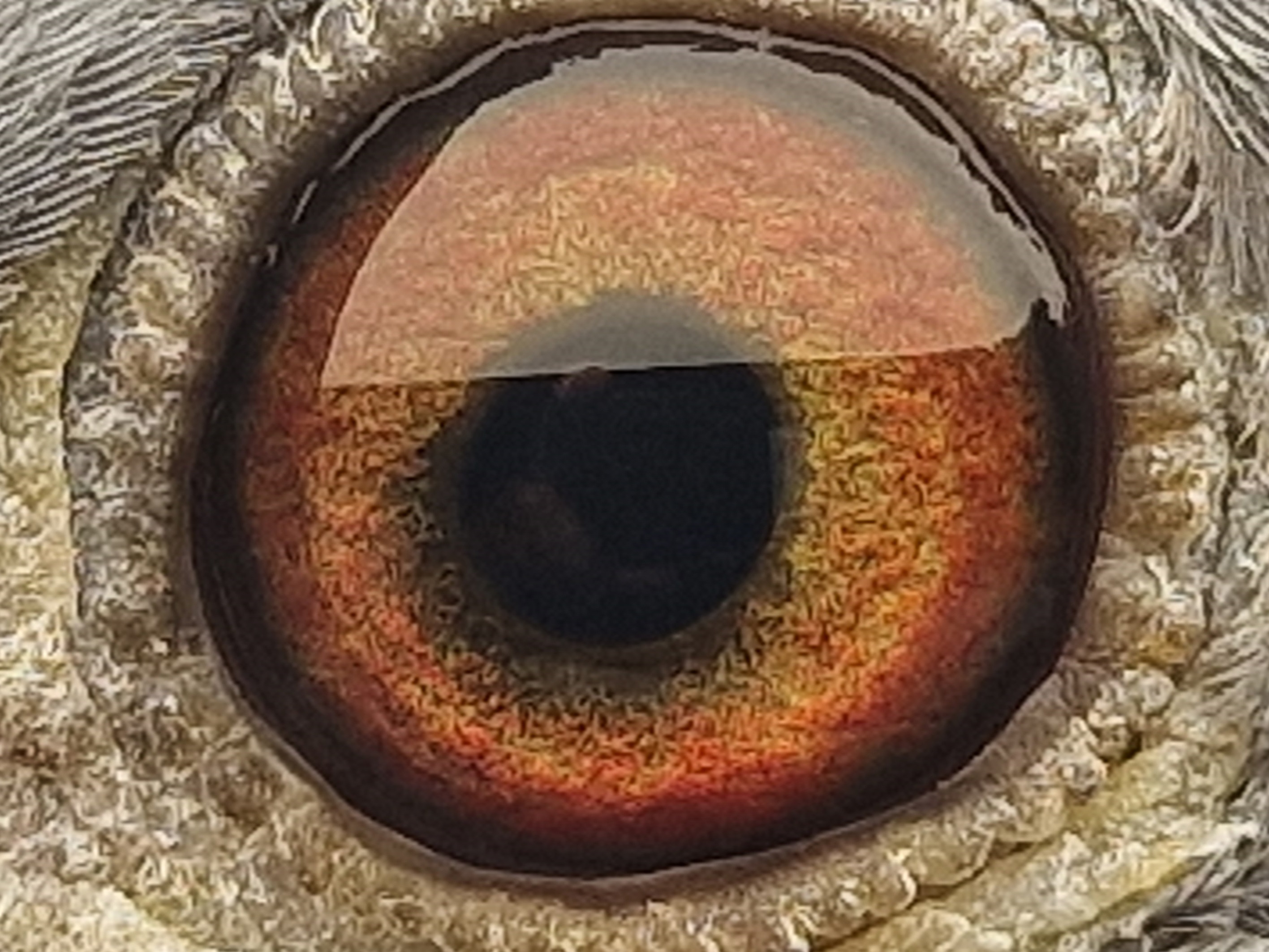 Pigeon eye